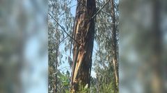 Los eucaliptos �nitens� afectados por este hongo acaban teniendo un aspecto caracterizado por la formaci�n de hendiduras