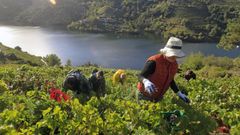 Vendima na zona de Amandi, na Ribeira Sacra.