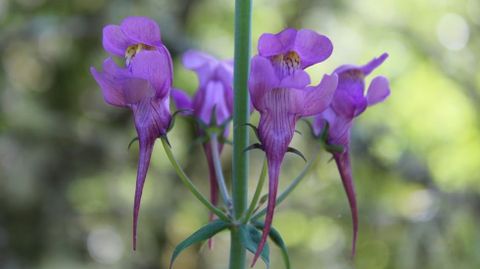 Flores de Linaria triornithophora