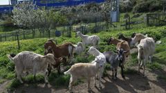 Imagen de archivo de unas cabras en Ferrol