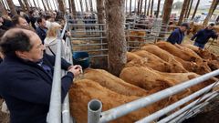 A la Feira do Poldro, que se celebra en A Ga�idoira en septiembre, acude ganado caballar pero tambi�n vacuno