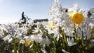 Varias flores comienzan a abrir sus ptalos durante la primavera