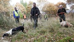 Cazadores buscando con perros el rastro del jabal� durante una batida