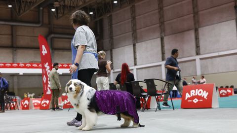 Exposici�n Canina de Galicia en Lugo