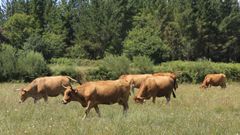 El ganado vacuno de carne est presente en diferentes comarcas de Lugo