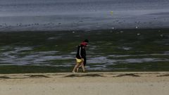 La observaci&oacute;n de aves migratorias se realizar&aacute; en la playa de Sada.