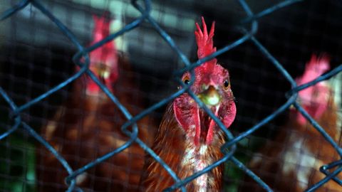 La gripe aviar se asom� a la comarca de O Saln�s provocando el confinamiento de sus gallinas