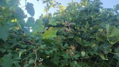 Zarzas con moras protegen una higuera