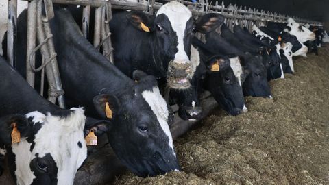 Vacas frisonas para producci�n l�ctea en una imagen de archivo