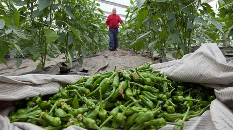 Pementos de padrón. Si la paella reclama su sitio, los pementos de padrón deberían hacer lo mismo.