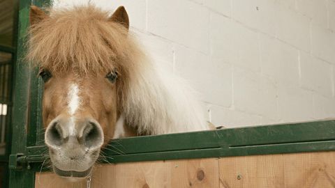 Imagen de archivo de un poni