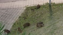 Los jabalíes, en Covadonga.