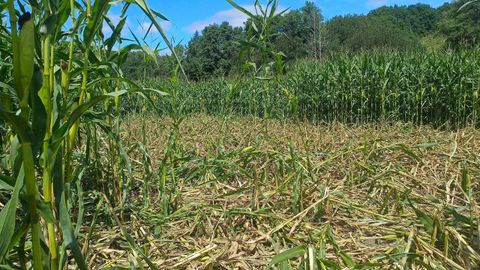 Destrozos causados por los jabales en los ltimos das en una finca de maz del municipio de Taboada