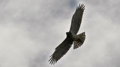 El �guila culebrera es una de las rapaces que frecuentan el ca��n del Sil