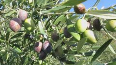 La aceituna, m�s afortunada que la uva