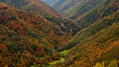 Reserva Natural Integral de Muniellos