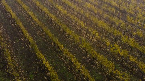 Ombra cuenta en la actualidad con ocho bodegas de la D.O.Monterrei y el cultivo del vino es muy importante en el municipio.