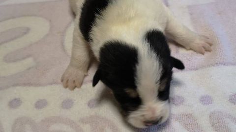 Pol, uno de los cachorros para los que BeneCane busca un hogar