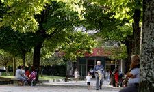 Las ra�ces de los �rboles ha levantado buena parte del pavimento central del parque. 