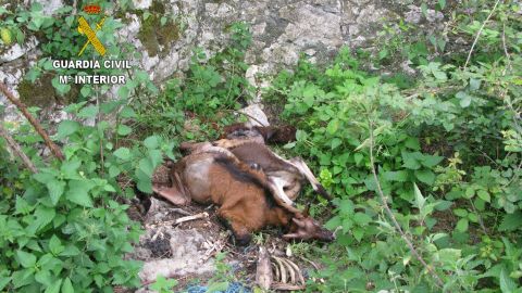 Animales muertos en una de las fincas