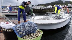 PRIMER DIA DE CAMPA�A MARISQUERA MARISCADORES A FLOTE EN LA LONJA DE TESTAL