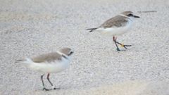 Primera pareja de p�llaras que llega a Esmelle