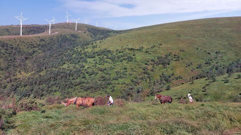 Trabajos de retirada de pinos en zonas de turbera de la Serra do Xistral 