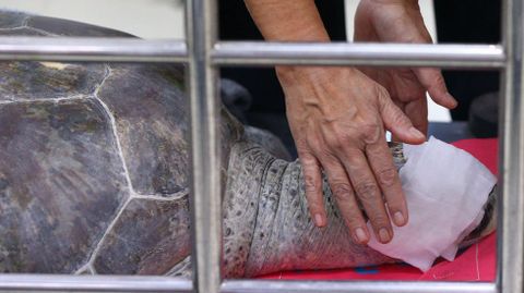 La tortuga Omsin (�hucha�), de 25 year, se trag� casi mil monedas.