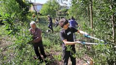 Campa�a de la comunidad de montes de Teis para eliminar acacias en el a�o 2025
