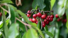 De aqu� salen las cerezas que se comen los gallegos
