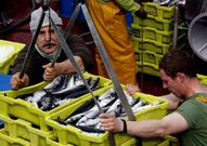 Descarga en Santo�a tras el inicio de la costera para el cerco.