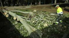 Cortan el chopo ca�do en el barrio de las Flores, en A Coru�a