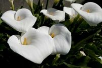 Calas ya maduras, t�picas de la �poca.