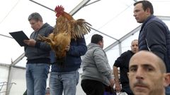 Setenta euros�por un galo nas poxas de San Ant�n da Modia