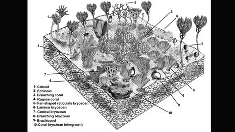 Imagen de la investigaci�n sobre un arrecife que estaba lleno de vida marina, frente a las costas de la actual asturias, hace 460 millones de a�os