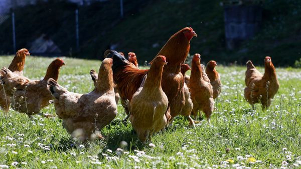 El &uacute;ltimo episodio de gripe&nbsp;aviar oblig&oacute; a encerrar a todas las gallinas