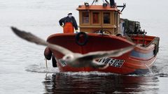 Apertura da campaa do bou de vara