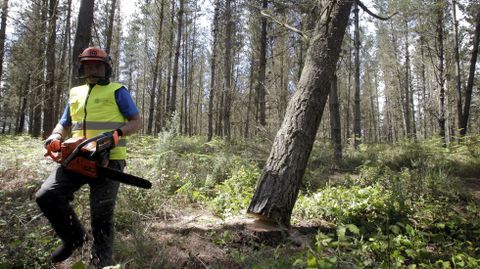 Cuando el �rbol comienza a caer hay que retirarse caminando en diagonal hacia atr�s.