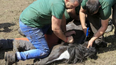 La rapa consiste en cortar las crines de los caballos y desparasitarlos.