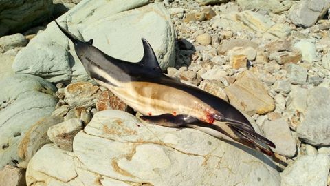 Delf�n muerto en la playa de Concha de Artedo, en Cudillero