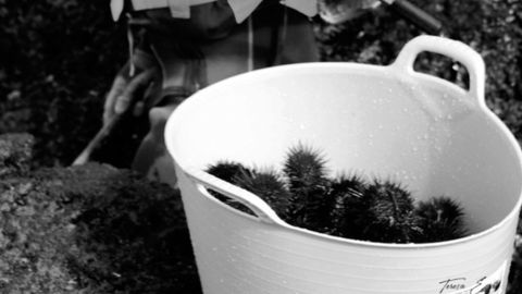 Captura del oricio en Asturias