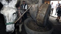 Este a�o s� se celebrar� la Mostra do Aceite y el molino tradicional de Bendill� volver� a funcionar