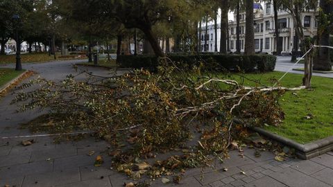 rbol derribado por el viento en los jardines de Mndez Nez, en A Corua