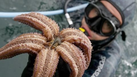 Imagen de archivo de un buzo mostrando en Galicia una estrella de mar, diferente a las girasol que ha diezmado una bacteria en la costa oeste de Norteamrcia