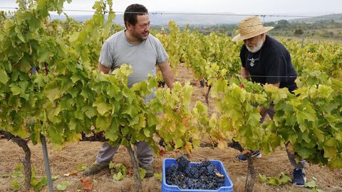 La bodega Couto Mixto abrió la vendimia en la D.O. Monterrei.