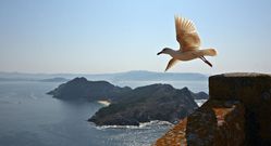 Las aves provocan un sonido t�pico de las islas. 