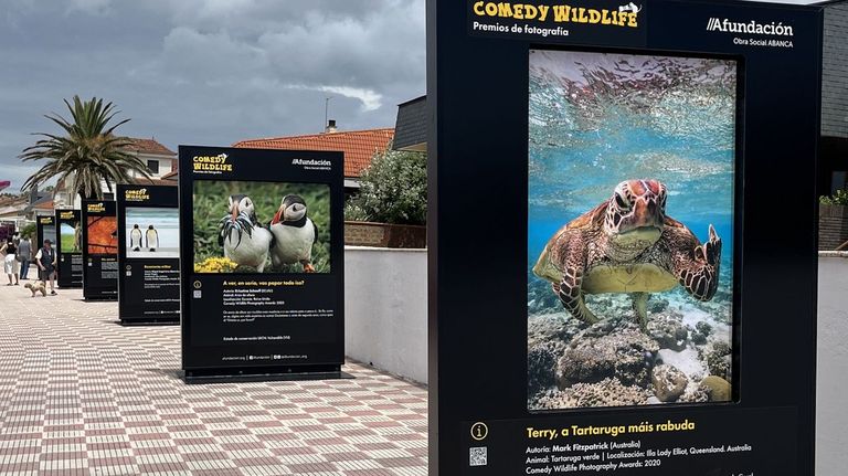 La exposici&oacute;n Comedy Wildlife se puede ver en el paseo de Panx&oacute;n