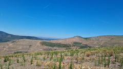 Una imagen de la zona donde se desarrolla el proyecto de regeneraci�n forestal. Las manchas verdes que se ven al fondo son de vegetaci�n que ha crecido en lugares donde en tiempos se plantaron casta�os 