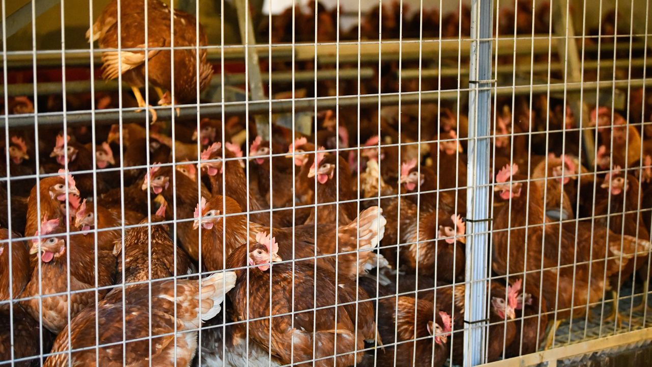 La aparición de nuevos focos de gripe aviar complica el fin del encierro de las gallinas
