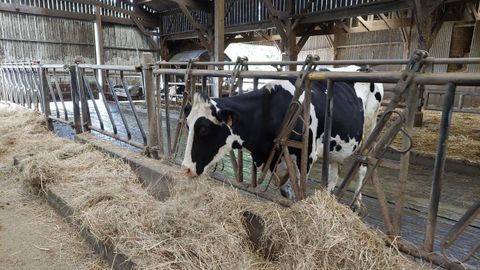 Vacs de leche en una explotaci&oacute;n l&aacute;ctea